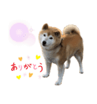 柴犬☆うに（個別スタンプ：5）