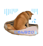 柴犬☆うに（個別スタンプ：6）
