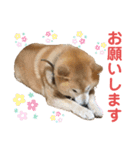 柴犬☆うに（個別スタンプ：7）