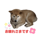 柴犬☆うに（個別スタンプ：8）