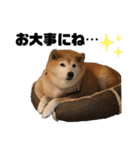 柴犬☆うに（個別スタンプ：9）