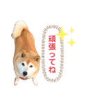 柴犬☆うに（個別スタンプ：10）