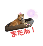 柴犬☆うに（個別スタンプ：11）