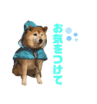 柴犬☆うに（個別スタンプ：12）