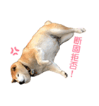 柴犬☆うに（個別スタンプ：13）