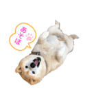 柴犬☆うに（個別スタンプ：15）