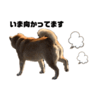 柴犬☆うに（個別スタンプ：16）