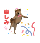 柴犬☆うに（個別スタンプ：17）