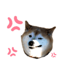 柴犬☆うに（個別スタンプ：19）