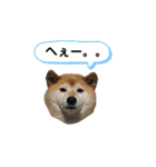 柴犬☆うに（個別スタンプ：20）