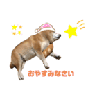 柴犬☆うに（個別スタンプ：21）