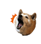 柴犬☆うに（個別スタンプ：22）