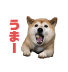 柴犬☆うに（個別スタンプ：23）
