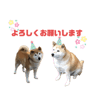 柴犬☆うに（個別スタンプ：25）