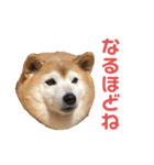 柴犬☆うに（個別スタンプ：26）