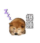 柴犬☆うに（個別スタンプ：27）