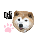 柴犬☆うに（個別スタンプ：30）