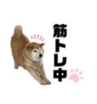 柴犬☆うに（個別スタンプ：31）