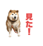 柴犬☆うに（個別スタンプ：32）