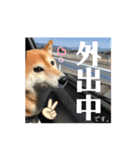 柴犬・小梅ちゃん夏（≧∇≦）（個別スタンプ：15）