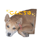 我が家のちーずさん（個別スタンプ：2）