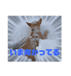 我が家のちーずさん（個別スタンプ：8）