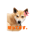 我が家のちーずさん（個別スタンプ：10）