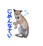 我が家のちーずさん（個別スタンプ：11）