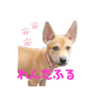 我が家のちーずさん（個別スタンプ：14）