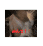 我が家のちーずさん（個別スタンプ：15）