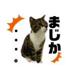 ねこ挨拶すたんぷ 2（個別スタンプ：19）