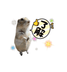 リチャードソンジリスのとろろ第二弾（個別スタンプ：23）
