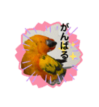 うちのメラさん（個別スタンプ：10）