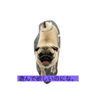 パグ犬のうにちゃん（個別スタンプ：2）