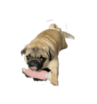 パグ犬のうにちゃん（個別スタンプ：3）