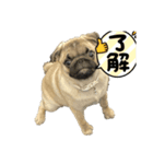 パグ犬のうにちゃん（個別スタンプ：4）