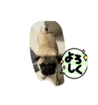 パグ犬のうにちゃん（個別スタンプ：5）