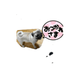 パグ犬のうにちゃん（個別スタンプ：6）