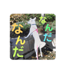 白犬の雑種の保護犬の愛犬の妹子ちゃん2（個別スタンプ：10）