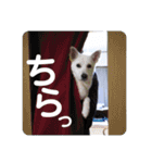 白犬の雑種の保護犬の愛犬の妹子ちゃん2（個別スタンプ：14）