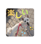 白犬の雑種の保護犬の愛犬の妹子ちゃん2（個別スタンプ：20）