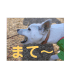 白犬の雑種の保護犬の愛犬の妹子ちゃん2（個別スタンプ：23）