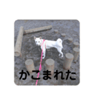 白犬の雑種の保護犬の愛犬の妹子ちゃん2（個別スタンプ：39）