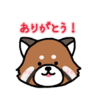 レッサーパンダ【わかりやすい文字／日常】（個別スタンプ：4）