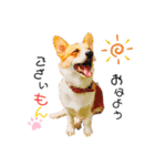 コーギー のイヴくん①(大きめ)（個別スタンプ：1）