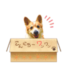 コーギー のイヴくん①(大きめ)（個別スタンプ：2）