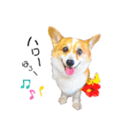 コーギー のイヴくん①(大きめ)（個別スタンプ：3）