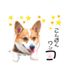 コーギー のイヴくん①(大きめ)（個別スタンプ：4）