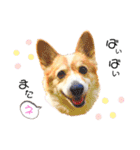 コーギー のイヴくん①(大きめ)（個別スタンプ：6）