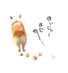 コーギー のイヴくん①(大きめ)（個別スタンプ：7）